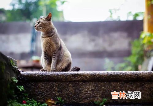 山东话吃猫是啥意思,山东话大猫是啥意思