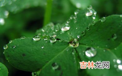 罂栗花是代表什么意思,罂粟的花语是是什么？