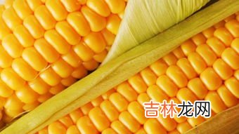 玉米属于什么季节的产物,玉米是什么季节成熟的？