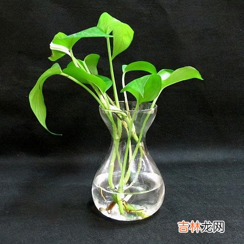 新手养殖多肉注意事项 银星怎么养,多肉怎么养才能养出好看的造型