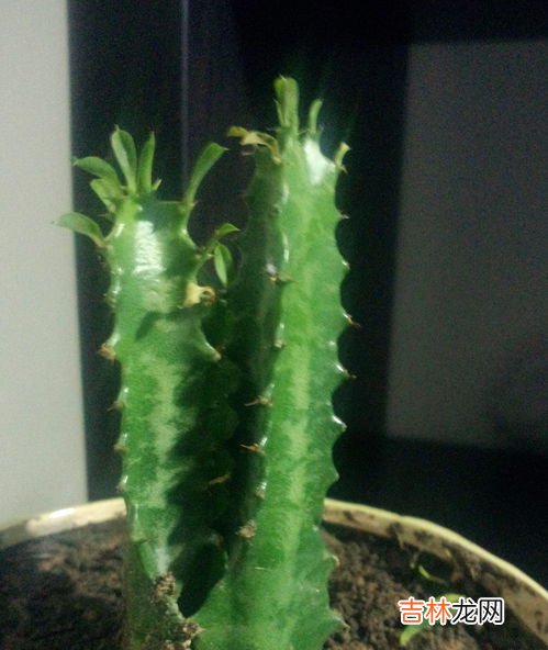 新手养殖多肉注意事项 银星怎么养,多肉怎么养才能养出好看的造型