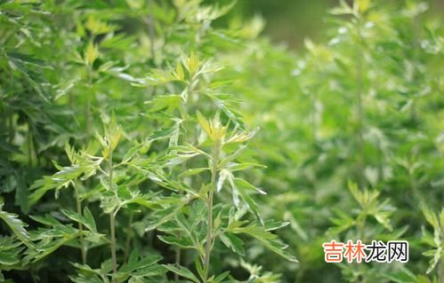 禾乌甘青素的功效与作用,青梅酵素的功效与作用