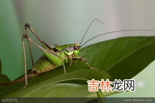 蚱蜢指的是什么动物,蚱蜢指的是什么动物？