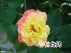 月季花象征着什么,月季的花语与寓意是什么