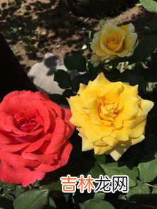 月季花象征着什么,月季的花语与寓意是什么