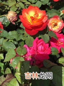 月季花象征着什么,月季的花语与寓意是什么