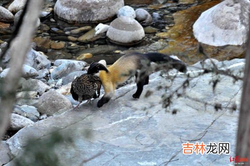黄喉貂爱吃什么东西,黄喉貂爱吃什么呢?