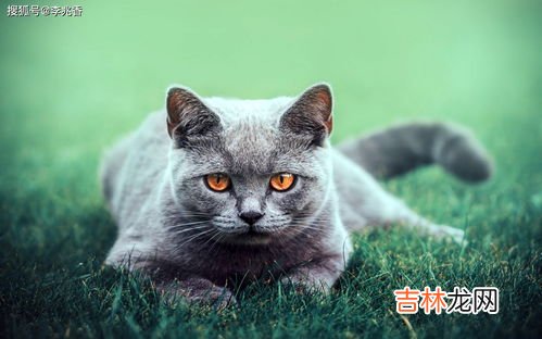 黄喉貂爱吃什么东西,黄喉貂爱吃什么呢?