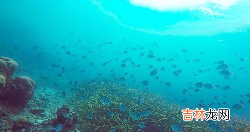 河豚在哪里进行产卵,河豚生活在海里还是河里?