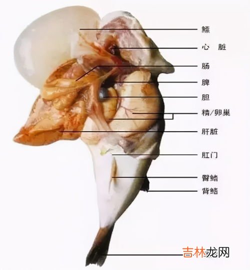 河豚在哪里进行产卵,河豚生活在海里还是河里?