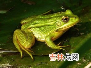 青蛙是益虫吗为何,青蛙为什么是益虫