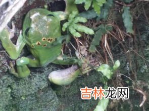 青蛙是益虫吗为何,青蛙为什么是益虫
