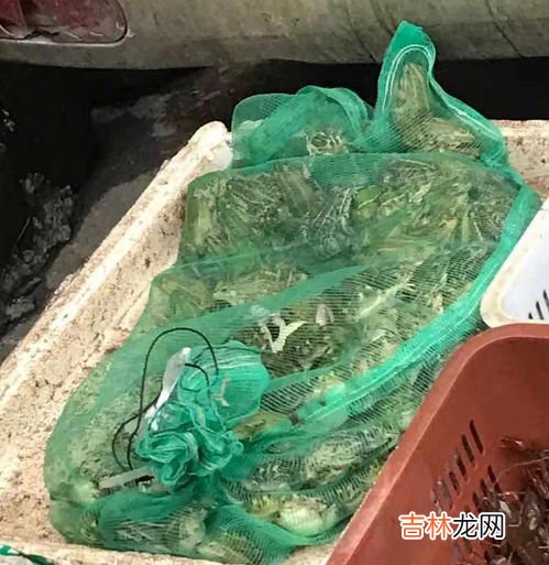 青蛙是益虫吗为何,青蛙为什么是益虫