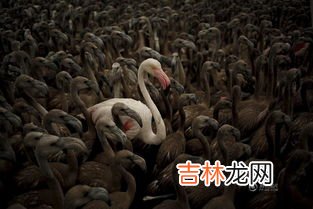 火烈鸟为什么一只脚站着睡觉,火烈鸟为什么单脚站立？