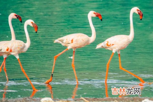 火烈鸟为什么一只脚站着睡觉,火烈鸟为什么单脚站立？