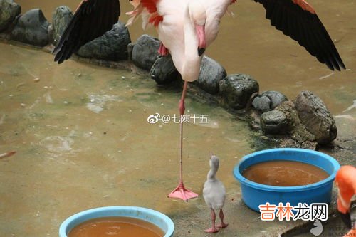 火烈鸟为什么一只脚站着睡觉,火烈鸟为什么单脚站立？