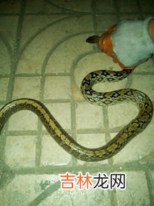 巴蛇是啥蛇,巴蛇和蟒蛇谁厉害