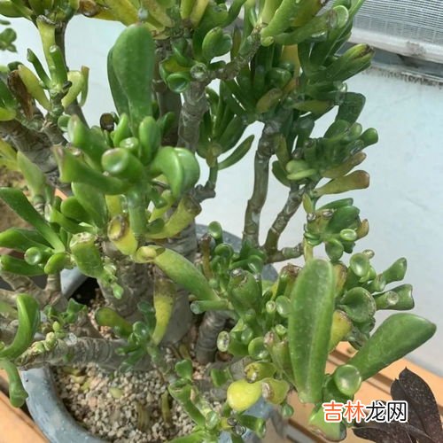 荸荠的寓意和象征是什么,马蹄为什么象征有钱
