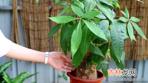 发财树浇水的正确方法是啥,发财树浇水的正确方法
