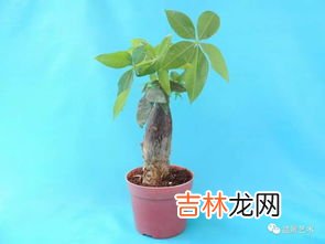 发财树浇水的正确方法是啥,发财树浇水的正确方法