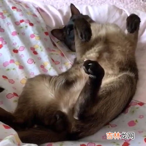 蝙蝠会趁人睡觉咬人吗,蝙蝠会趁人睡觉咬人吗?