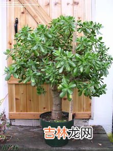燕子掌是玉树吗,请问这是什么植物?