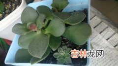 燕子掌是玉树吗,请问这是什么植物？