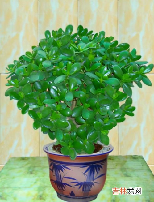 燕子掌是玉树吗,请问这是什么植物?