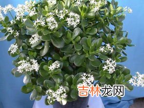 燕子掌是玉树吗,请问这是什么植物?