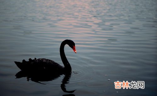 黑天鹅象征着什么,黑天鹅的寓意及象征是什么？
