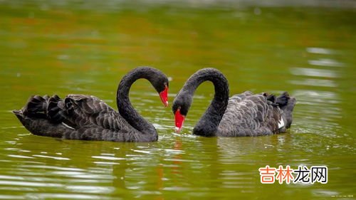 黑天鹅象征着什么,黑天鹅的寓意及象征是什么？