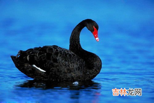 黑天鹅象征着什么,黑天鹅的寓意及象征是什么？