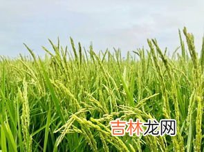 黑土肥沃的原因,东北平原黑土肥沃的原因