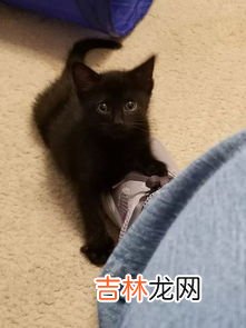 小时候吃的黑色的小球球是啥呀,求一种黑色杂粮：…比芝麻还小，是一种黑色的圆球小颗粒，磨成粉后可&#8230;