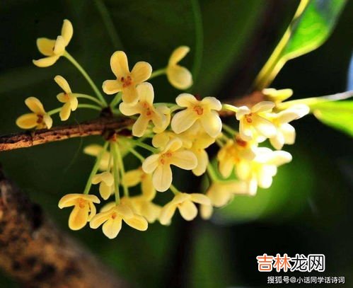 桂花树的特点,桂花树的特点