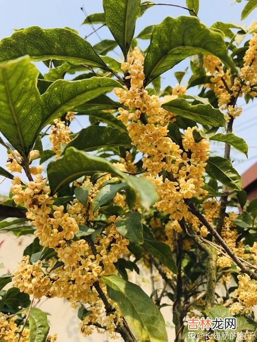 桂花树的特点,桂花树的特点