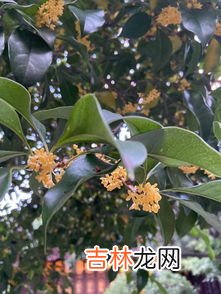 桂花树的特点,桂花树的特点
