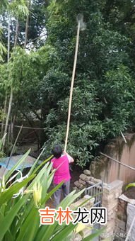 葱是凉性还是热性,葱属于发物吗