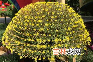 青驰菊的功效与用途,有机青驰菊花茶的功效是什么?