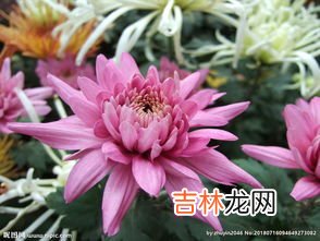 青驰菊的功效与用途,有机青驰菊花茶的功效是什么?