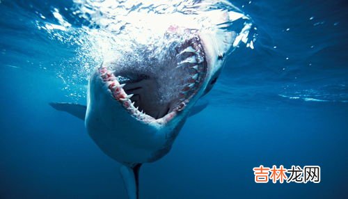 鲨鱼在海中死去叫啥,鲨鱼死了叫什么?