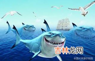鲨鱼在海中死去叫啥,鲨鱼死了叫什么?