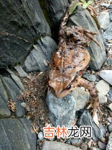 青蛙吃什么,我们家养了一只小青蛙，可是我不知道它吃什么，请问小青蛙吃什么？