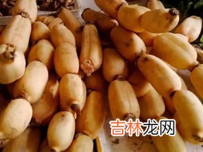 莲藕可以生吃吗,莲藕生的可以吃吗