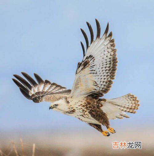 野鸽子是几级的保护动物,野鸽子属野生动物吗?