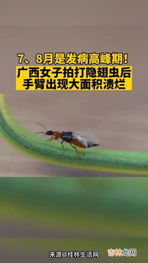 隐翅虫会飞吗,影翅虫会不会飞？