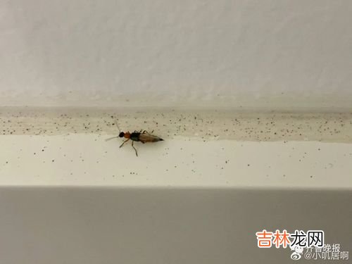 隐翅虫会飞吗,影翅虫会不会飞？
