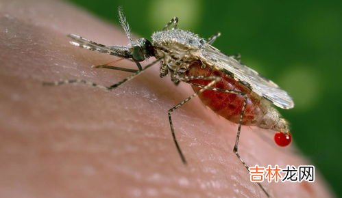 公蚊子吸血吗,公蚊子吸血还是母蚊子吸血?