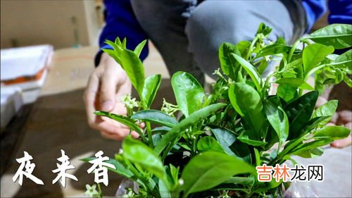 夜香花怎么是夜晚开花,夜来香为什么在夜间开花？夜来香几点开花？