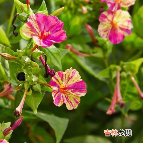 夜香花怎么是夜晚开花,夜来香为什么在夜间开花？夜来香几点开花？